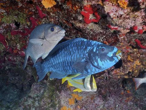 Three fish, including a large Midnight parrotfish (Scarus coelestinus) in a Foto stock