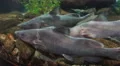 Three Fish Resting Near Rocks 4k or 4k+ Resolution