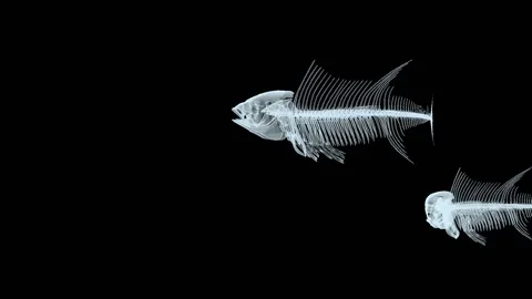 Three fish x-ray skeletons swimming on black background, 3d animation Stock Footage 149255071