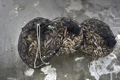 Three Fishing Nets with Shellfish Stock Photos