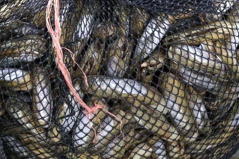 Three Fishing Nets with Shellfish Stock Photos