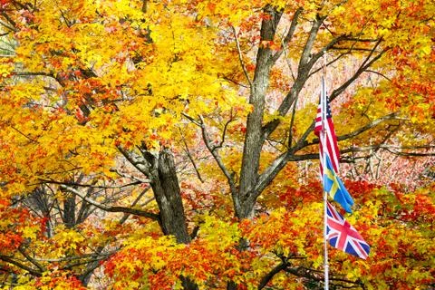 Three flags in front of a colorful tree in autumn Stock Photos