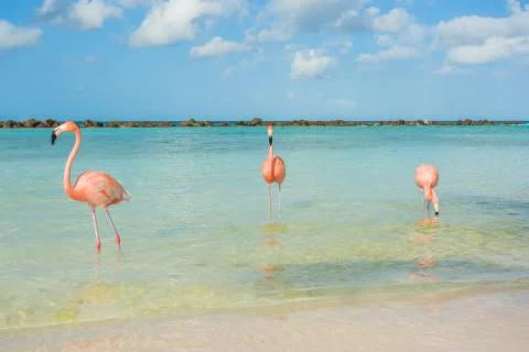 Three flamingos on the beach Stock Photos