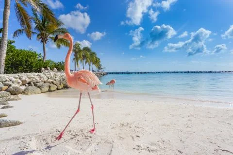Three flamingos on the beach Stock Photos