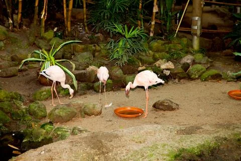 Three flamingos Stock-Fotos