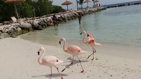 Three flamingos run in a circle synchronously 4K Stock Footage 201499024