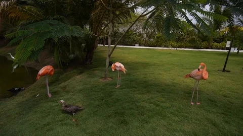Three Flamingos Standing Next to Each other Stock Footage 120655967