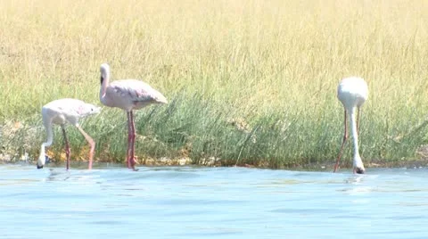 Three flamingos in water Stock-Footage 22251114