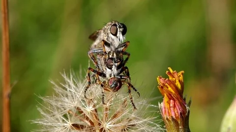 Three flies on the flower Stock Footage 80126396