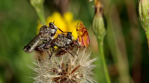 Three flies on the flower Stock Footage 80565453