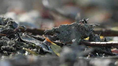 Three Flies Interacting - Mating Couple and Intruder - 4K Macro Slow Motion Stockbeeldmateriaal 335709379