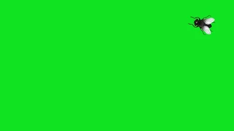 Three flies walking on a green screen background, seamless loop Stock-Footage 340424650