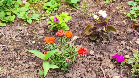 Three Flower Blossoms Stock Footage 292713905