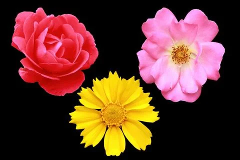 Three flower buds on a black background. For a collage. There is an outline. Stock Photos