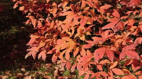 Three-flowered maple (Acer triflorum) Stock Footage 13675817
