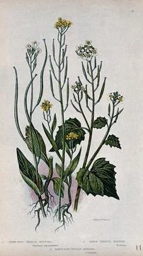 Three flowering plants, including treacle mustard (Erysimum cheiranthoides).. Stock Illustration