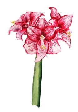 Three flowers of amaryllis Stock Illustration