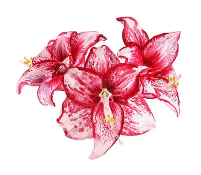 Three flowers of amaryllis Stock Illustration