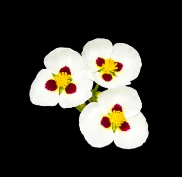 Three flowers on black Stock Photos