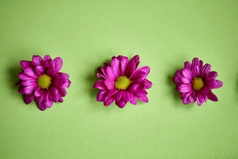 Three flowers composition. chrysanthemums pattern, spring and summer flowers on Stock Photos