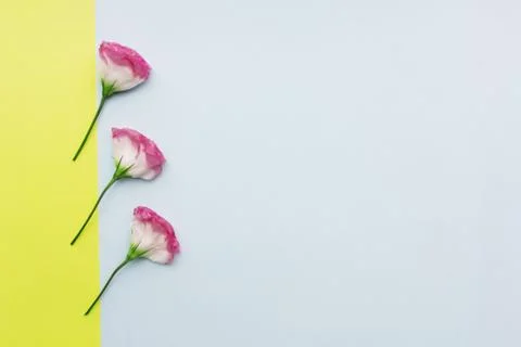 Three flowers flatlay Stock Photos