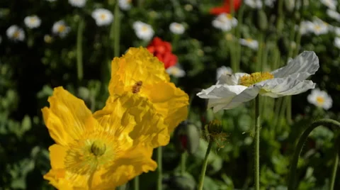 Three flowers Stock Footage 41336480