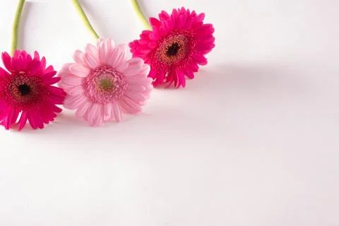Three flowers of a gentle spring gerbera on a table Stock Photos