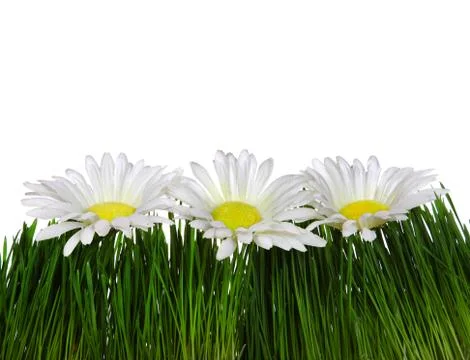 Three Flowers on the Grass Foto stock