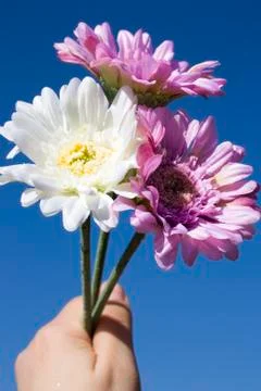 Three flowers in the hand on sky background Stock Photos