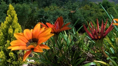 THREE FLOWERS ORANGE RED Stock Footage 91039811