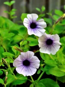 Three flowers Stock Photos