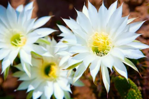 Three flowers Foto stock
