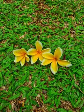 Three flowers Foto stock
