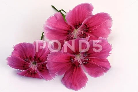 Three flowers of a red garden carnation Stock Photos