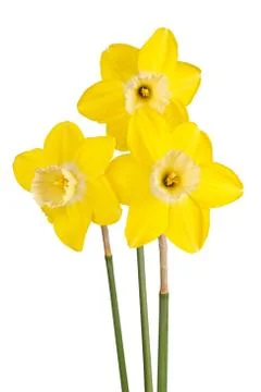 Three flowers of a reverse-bicolor daffodil cultivar isolated Stock Photos