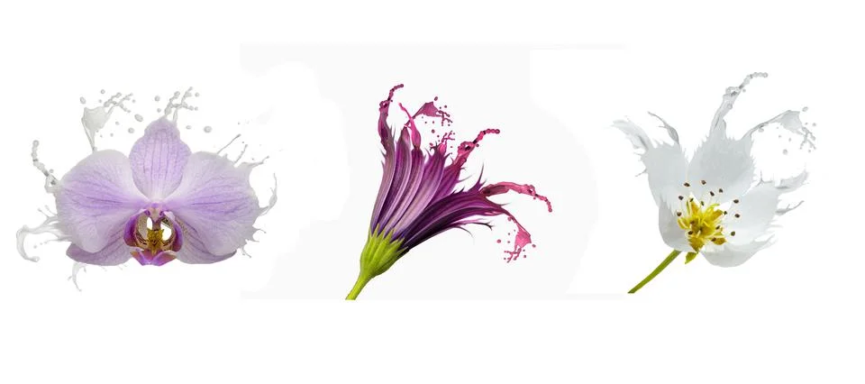 Three flowers with splash effect on white background Stock Photos