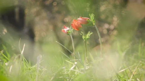 Three flowers in a spring field. in the meadow on sunlight are bloomed red petal Stock Footage 149102087
