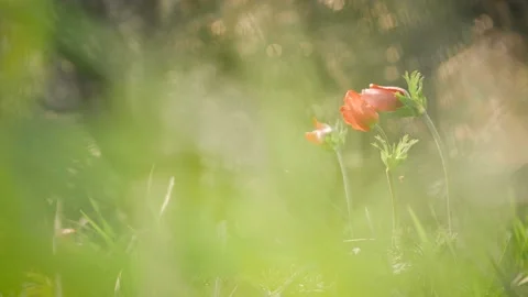 Three flowers in a spring field. in the meadow on sunlight are bloomed red petal Stock Footage 149103173