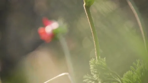 Three flowers in a spring field. in the meadow on sunlight are bloomed red petal Stock Footage 149103188