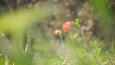 Three flowers in a spring field. in the meadow on sunlight are bloomed red petal Stock Footage 149103561