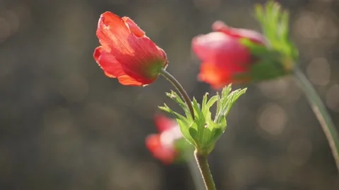 Three flowers in a spring field. in the meadow on sunlight are bloomed red petal Stock Footage 149104582
