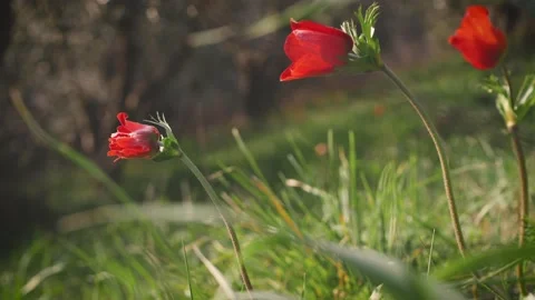 Three flowers in a spring field. in the meadow on sunlight are bloomed red petal Stock Footage 149105940
