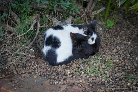Three fluff balls of different colours cats on the gravel are cuddled together . Stock Photos