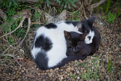 Three fluff balls of different colours cats on the gravel are cuddled together Stock Photos