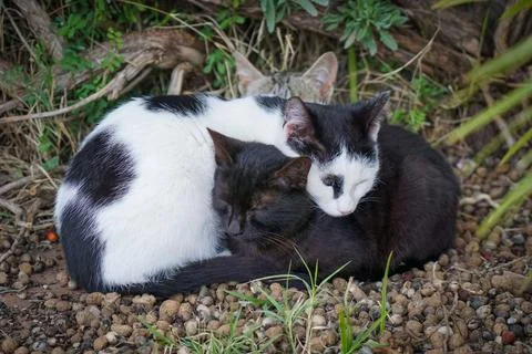Three fluff balls of different colours cats on the gravel are cuddled together Stock Photos