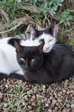 Three fluff balls of different colours cats on the gravel are cuddled together Stock Photos