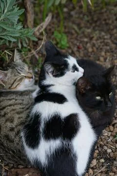 Three fluff balls of different colours cats on the gravel are cuddled together Stock Photos