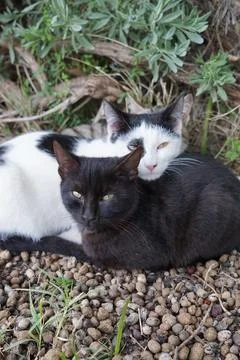 Three fluff balls of different colours cats on the gravel are cuddled together Stock Photos