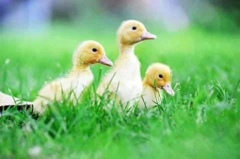 Three fluffy chicks Stock Photos