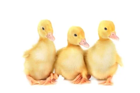 Three fluffy chicks Stock Photos